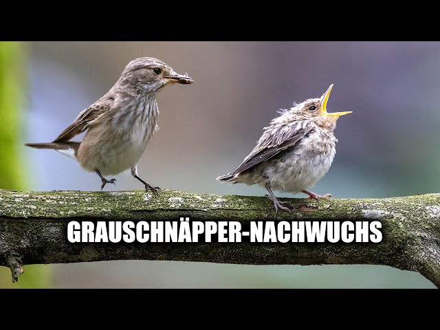 Смешная картинка с птицами и подписью Grauschnäpper-Nachwuchs