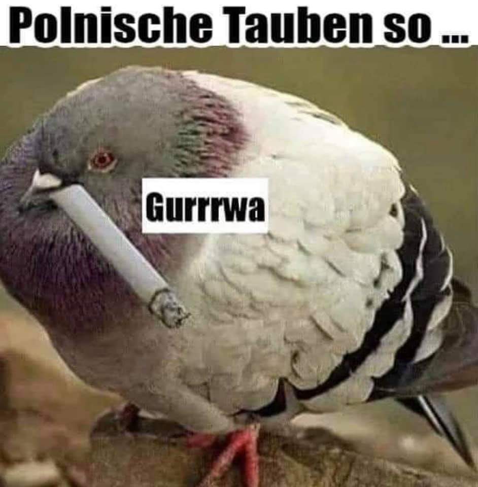 Мем с голубем и подписью Polnische Tauben